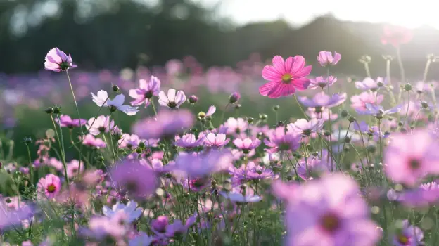 Godrej Aravya Estate flower garden by Godrej Properties located at Doddaballapura, Bangalore Karnataka